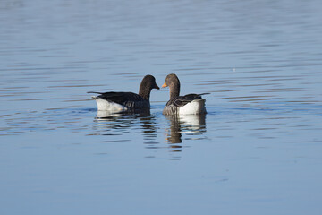 Fototapeta premium Two greylag geese in the lake, surrounded by blue-gray rippling water surface, pair of geese facing each other in the lake, pair of greylag geese showing affection, Anser anser