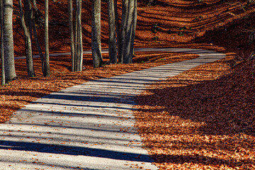 Foliage in Abruzzo al bosco di Lama Bianca a Sant'Eufemia a Maiella