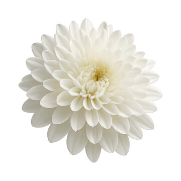 白いダリア」の写真素材 | 240,113件の無料イラスト画像 | Adobe Stock