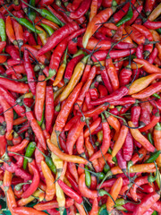 Harvesting Fresh Red Chili Peppers Vibrantly Displayed in Market Close-Up for Food Photography