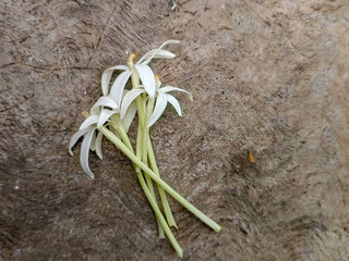 A delicate cluster of white flowers with long stems rests on a textured wooden surface