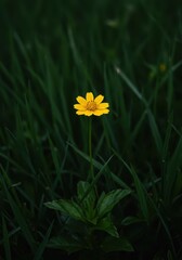A vibrant, lone yellow wildflower pushes skyward, centered against a backdrop of dense, deep green meadow grass blades ,stem, natural light, close up