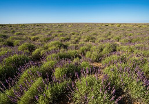 Lush, fragrant sage plants covering an immense arid plain under a bright blue sky. The wild herbaceous landscape extends to the horizon, wilderness, arid, sunny