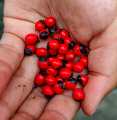 A close-up shot of vibrant red and black seeds carefully held in the palm of a hand, highlighting their striking natural beauty and distinct color pattern