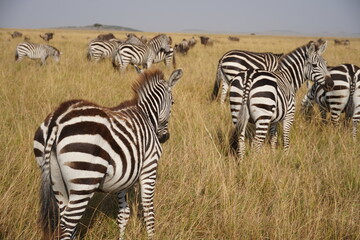 zebra in the wild