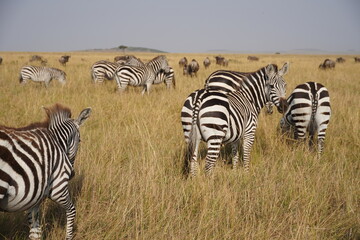 zebras in the savannah