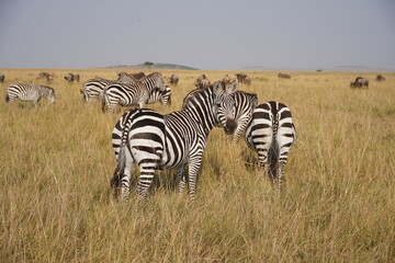 zebra in the savannah