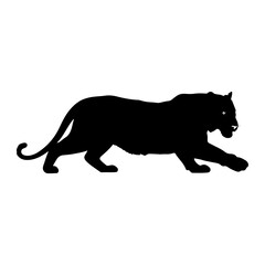 Obraz premium Black silhouette of a tiger walking with its mouth open