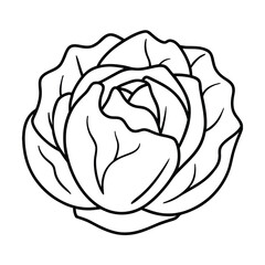 pink cabbage isolated on white