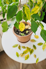 Ficus plant and fallen leaves on the table. Sick houseplant concept