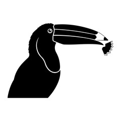 Obraz premium Silhouette of a Toucan Eating Fruit on White Background