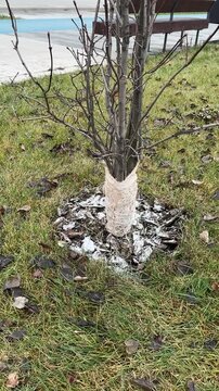The trunk of a small tree in the park is wrapped in protective material. Vertical