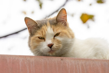Curious White and Ginger Cat Looking Up Outdoors, Close-up Portrait of a Domestic Cat with Green Eyes, Alert Feline Gazing Upward with Soft Bokeh Background, Orange and White Cat Portrait in Natural