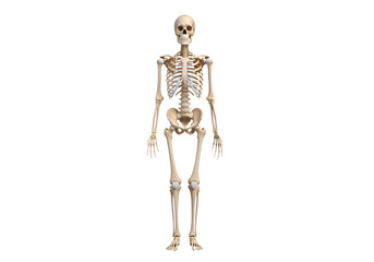 Human skeleton, full body front view, standing upright, detailed isolated on transparent background