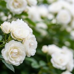 Obraz premium A closeup of delicate white roses blooming on a bush with a soft green blurred background, showcasing their intricate petals and natural beauty