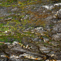 Warm Grey Mossy Rock Texture