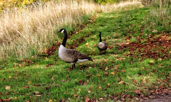 canada goose on the grass