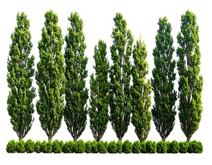 Row of tall, slender trees with a low hedge