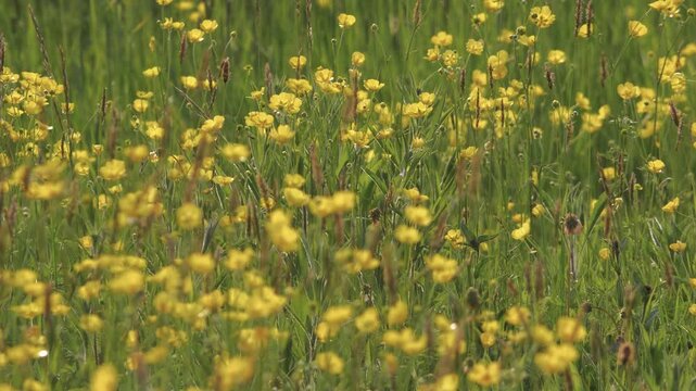 Low Angle Close-Up of Yellow Buttercups and Tall Grass Swaying in Sunshine, Shallow Focus Wild Spring Meadow with Vibrant Flowers Moving in a Gentle Breeze, Scenic Natural Landscape with Bright Season