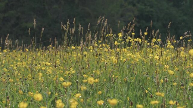Low Angle View of Yellow Buttercup Wildflowers and Tall Grass in Sunshine, Insects Buzzing Over a Spring Meadow with Trees in the Background, Vibrant Scenic Nature Landscape, Warm Daylight and Natural