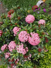 Clusters of delicate pink ixora flowers blooming in lush greenery