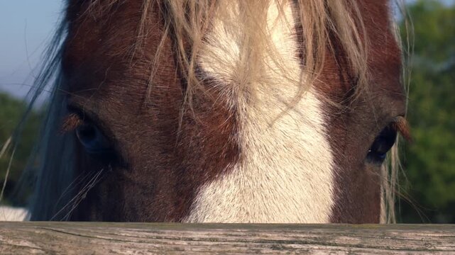 Horse behind wooden rustic gate in countryside