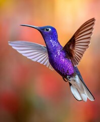 Naklejka premium Iridescent hummingbird in flight among colorful flowers at sunset