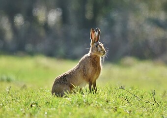 A Brown Hare sat still in a field.