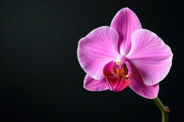 Fototapeta premium Delicate pink orchid, petals unfurled, isolated , nature, harmony, exotic