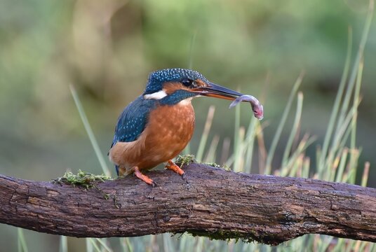 A Kingfisher perched on a branch with a fish in its beak.