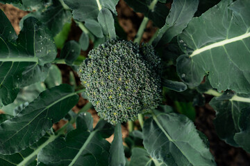 Top view of broccoli growing in garden with large green leaves and soil background.