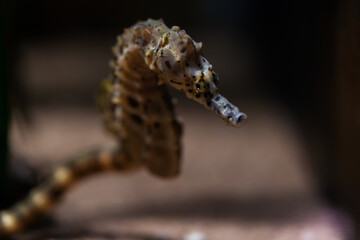 Detailed Macro Close-up of a Seahorse Head (Hippocampus). Sharp focus on the unique face and snout of the marine fish, set against a blurred, sandy underwater background.