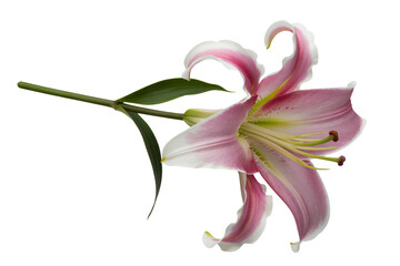 Naklejka premium Elegant pink lily with white accents displaying soft floral beauty, perfect for invitations, cards, and springtime promotions with transparent background