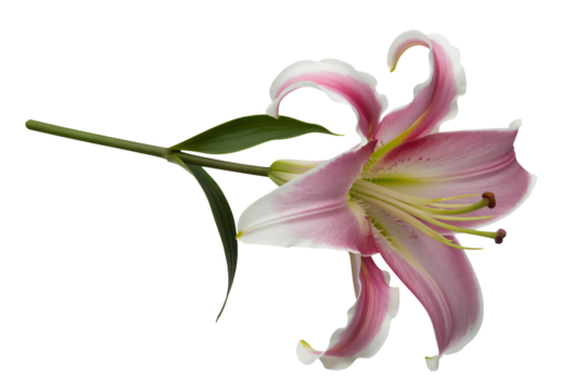 Elegant pink lily with white accents displaying soft floral beauty, perfect for invitations, cards, and springtime promotions with transparent background