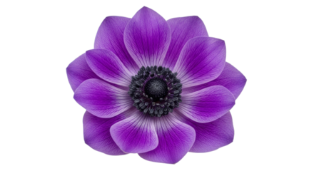 Isolated purple anemone flower floral bloom botanical art on transparent background
