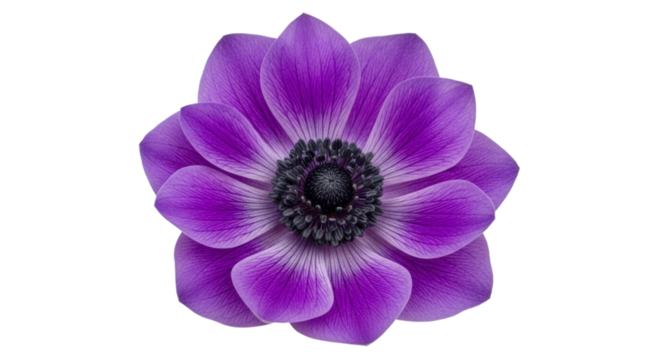 Isolated purple anemone flower floral bloom botanical art on transparent background