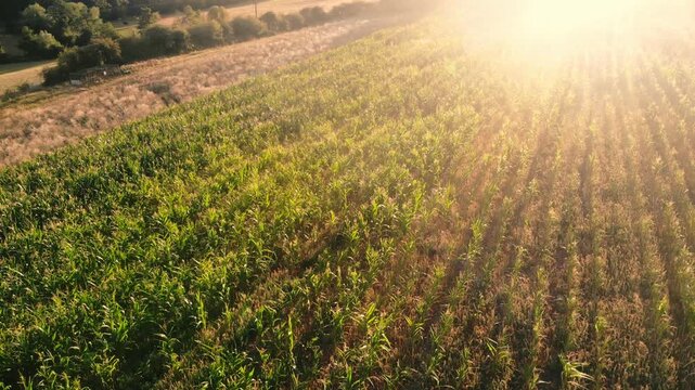 Corn maize fields in warm sunshine drone aerial 