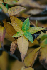 autumn leaves in the water