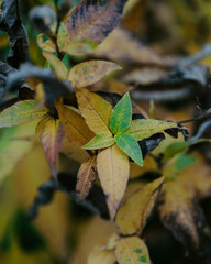 leaves in autumn