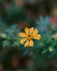 yellow flower in the garden