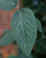 green leaf with drops