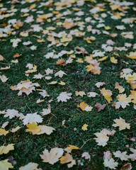autumn leaves background