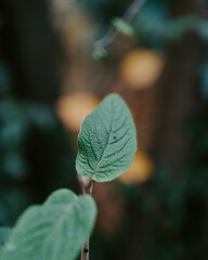 close up of green leaves