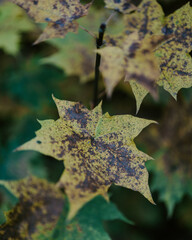 autumn leaves on the ground