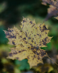 autumn leaves on the tree