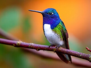 Naklejka premium Colorful hummingbird perched on a branch in a vibrant natural setting