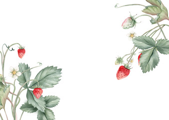 Wild strawberries rectangular Frame. Hand drawn watercolor illustration of Border with woodland strawberries and white flowers on white isolated background. Drawing for food label or cards design.