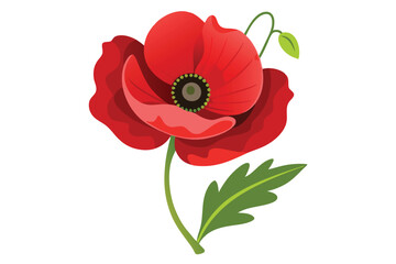 poppy flower on white background