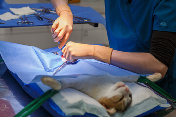 Chat dans un bloc op&eacute;ratoire v&eacute;t&eacute;rinaire, v&eacute;t&eacute;rinaire en gants effectue une intervention chirurgicale