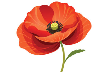 Naklejka premium poppy flower on white background